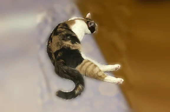 Кошки потеряшки, Коломна, фото: Потеряшка кошка, Коломна, Шилова, д. 9, Коломна — пятнышко у носика, задняя правая лапка в тигриную полоску