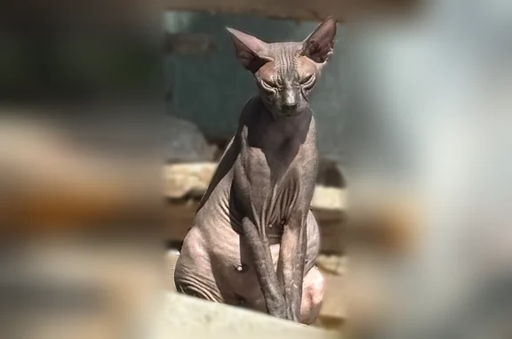 Найдена кошка, Томск, фото: Найдена кошка, Герцена, д. 54А, Томск — сфинкс, тёмного цвета, спокойная