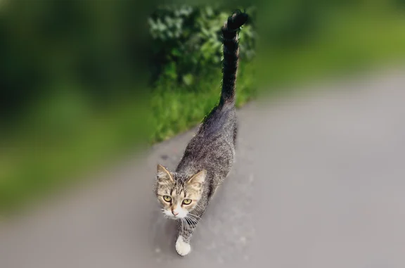 Найдена кошка, Москва, фото: Найдена кошка, Москва, Печорская, д. 3 — серая полосатая, белые лапки