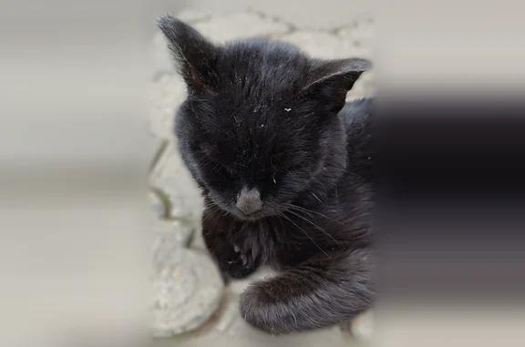Найденные животные Бугульма, фото: Найдена кошка, Бугульма