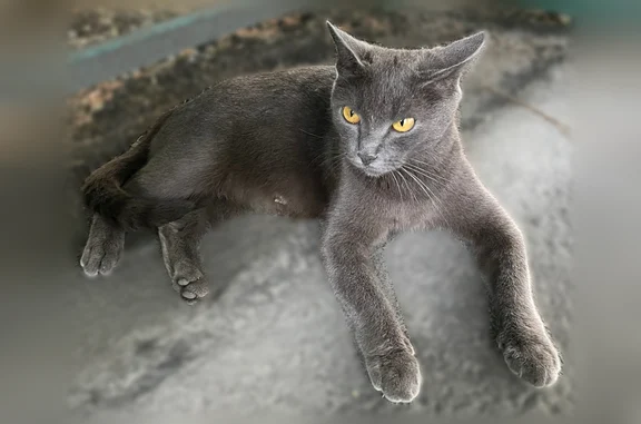 Найдена кошка, Новокузнецк, фото: Найдена кошка, Чекалина, д. 12, Новокузнецк