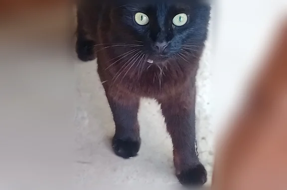 Найдена кошка, Тула, фото: Найдена кошка, Тула — чёрная, с красным ошейником, без кончика хвоста