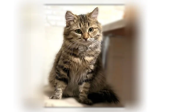 Пропала кошка, Казань, Кул Гали, д. 29 — котик Басик, 2–3 года, сильно пушистая - photo