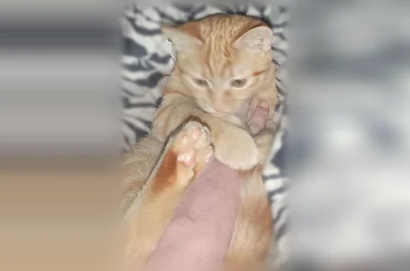 Кошки потеряшки, Йошкар-Ола, фото: Потеряшка кошка, Йошкар-Ола, Зарубина, д. 15, Йошкар-Ола — рыжий котёнок, очень ласковый