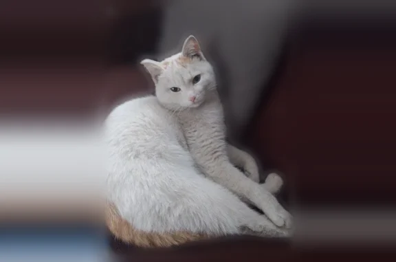 Пропала кошка, Камень-на-Оби, д. остоевского — белый кот с рыжим хвостом - photo