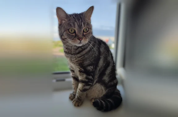 Пропала кошка, Куйбышев - шотландский скотиш страйт, улицы не знает - photo