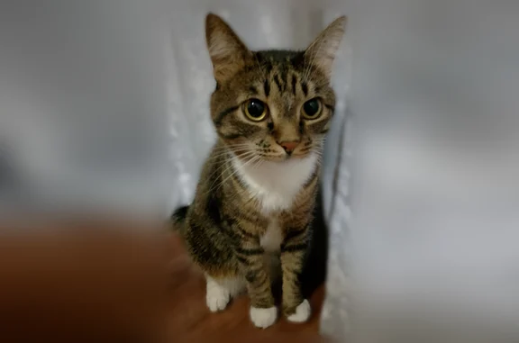 Кошки потеряшки, Гурьевск, фото: Потеряшка кошка, Гурьевск, 30 лет Победы