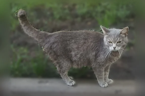 Найдена кошка, Самара, фото: Найдена кошка, Московское, Самара — серая, очень ласковая