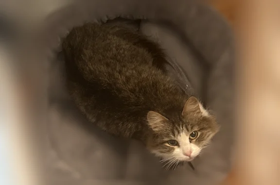 Найдена кошка, Уфа, фото: Найдена кошка, Уфа, Рихарда Зорге, д. 49, Уфа — наверно домашняя