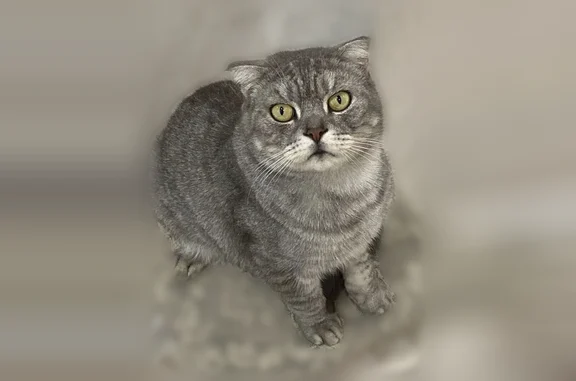 Пропала кошка, Округ Прикубанский (г Краснодар), Выездная, д. 1, Краснодар — кастрированный котик, 7 лет - photo
