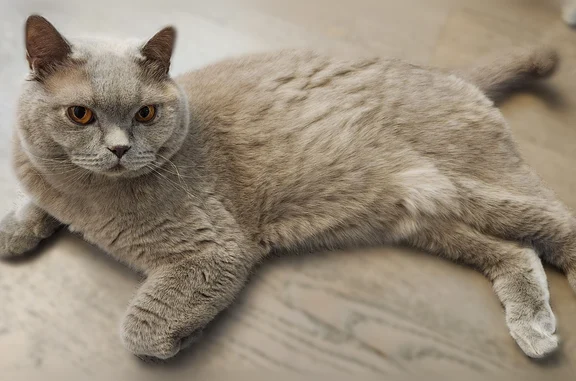 Кошки потеряшки, Пушкино, фото: Потеряшка кошка, Пушкино, Луговая, Пушкино