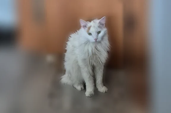 Пропала кошка, Энгельса, Серпухов — белая длинношерстная, 16 лет - photo