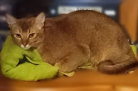 Кошки потеряшки, Уфа, фото: Потеряшка кошка, Уфа, Октября, д. 121/1а — коричневый окрас, удлиненные ушки