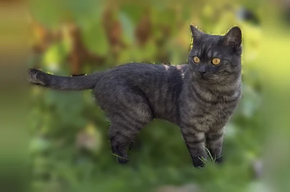Пропала кошка, Ново-Октябрьская, Нерехта — шотландский кот, 2 года, кастрирован - photo
