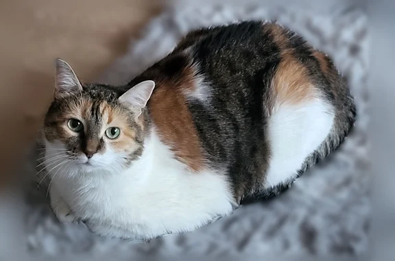 Пропала кошка, Территория СНТ Содружество, д. 270 — взрослая, 8 лет - photo