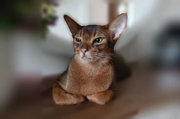 Кошки потеряшки, Кострома, фото: Потеряшка кошка, Кострома, 8 Марта, д. 54 — активный, шустрый кот