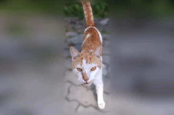 Найдена кошка, Калининград, фото: Найдена кошка, Район Ленинградский (г Калининград), Пионерская, д. 28, Калининград — живёт во дворе, похожа на кота