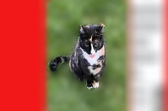 Кошки потеряшки, Кострома, фото: Потеряшка кошка, Малышковская, Кострома