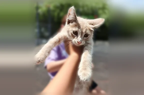 Найдена кошка, Краснодар, фото: Найдена кошка, Краснодар, Памяти Чернобыльцев, д. 1 — рыжая, 3-4 месяца