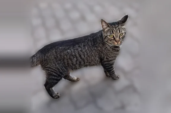 Найдена кошка, Калининград, фото: Найдена кошка, Район Ленинградский (г Калининград), Пионерская, д. 28А, Калининград — живёт во дворе