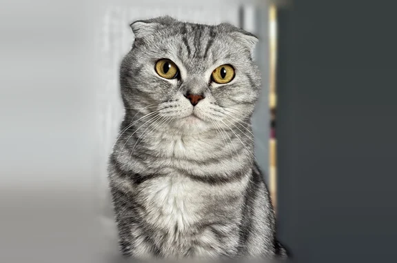 Кошки потеряшки, Уфа, фото: Потеряшка кошка, Левитана, Уфа — шотландский вислоухий кот в чёрно-белых полосках