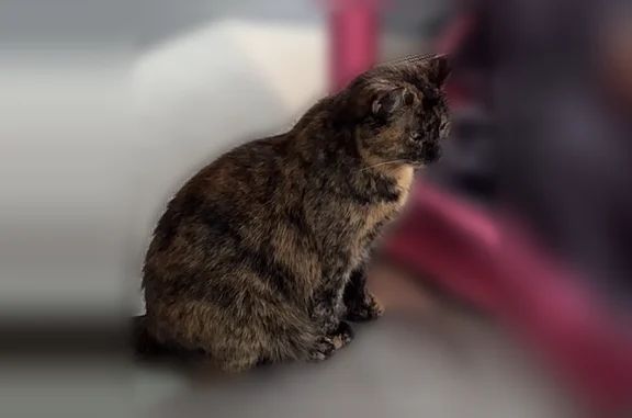 Кошки потеряшки, , фото: Потеряшка кошка, Деревня Мухоловка, Полевая — боится людей и шума