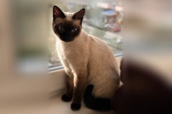 Найдена кошка, Абакан, фото: Найдена кошка, Абакан, Торосова, д. 8А — домашняя, ласковая, 1 год