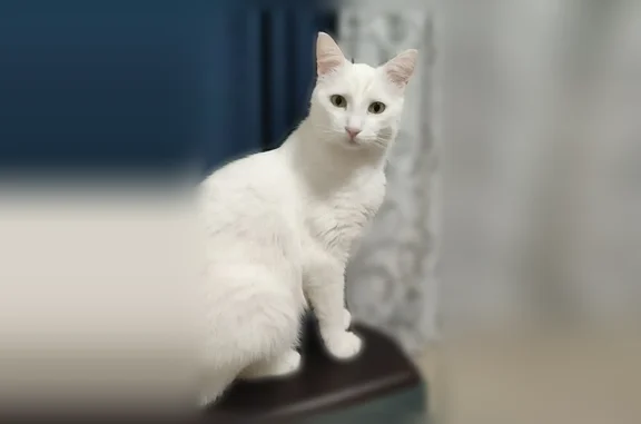 Кошки потеряшки, Дмитров, фото: Потеряшка кошка, Дмитров — чисто белая