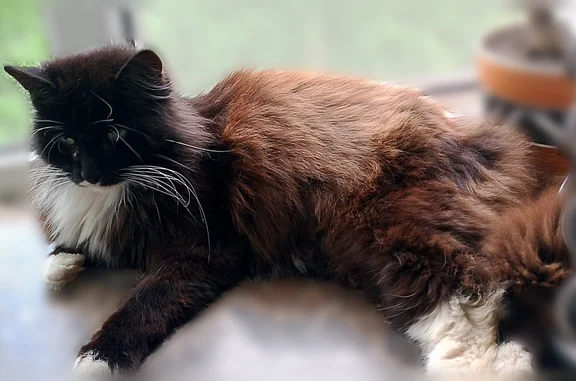 Пропала кошка, Рабочий поселок Вычегодский (г Котлас), Серегина, Котлас - photo