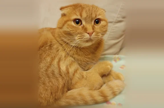 Кошки потеряшки, Караваево, фото: Потеряшка кошка, Поселок Караваево, Молодежная, Караваево — скоттиш-фолд, больные суставы