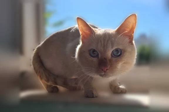 Найдена кошка, Менделеева, д. 9/1, Уфа — домашняя, ласковая, контактная - photo