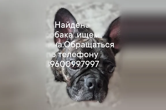 Найденные животные Йошкар-Ола, фото: Найдена собака, Йошкар-Ола — французский бульдог, девочка, умная и ухоженная