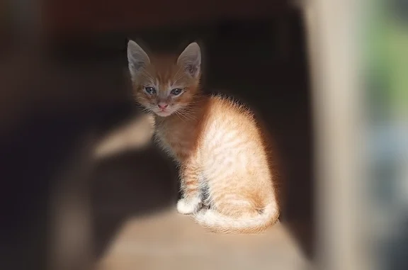 Найдена кошка, Невель, фото: Найдена кошка, Комсомольская, Невель — во дворе дома 17, у мусорных баков