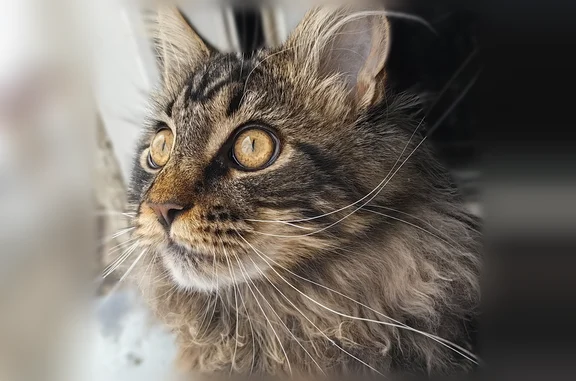 Пропала кошка, Мирный, Ленина, д. 40, Мирный — котёнок 7 месяцев, мейн-кун - photo