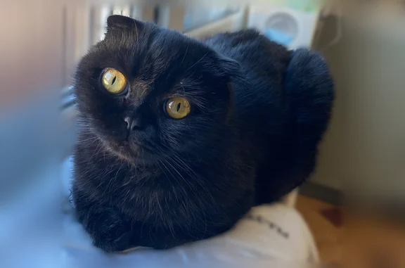 Пропала кошка, Иваново, 8-я Ефремковская, Иваново — пугливая - photo
