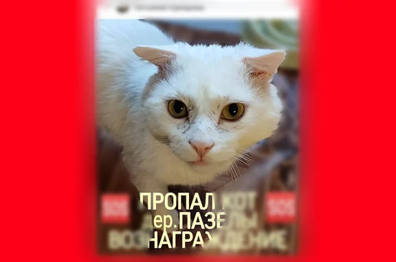 Кошки потеряшки, Ижевск, фото: Потеряшка кошка, Ижевск, Земляничная, д. 16 — взрослый белый кот, кастрат