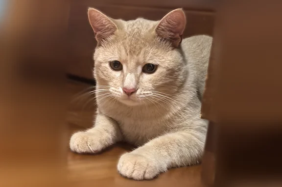 Пропала кошка, Ногинск, 3-я Ильича, д. 17, Ногинск — кот Симба, очень ласковый - photo