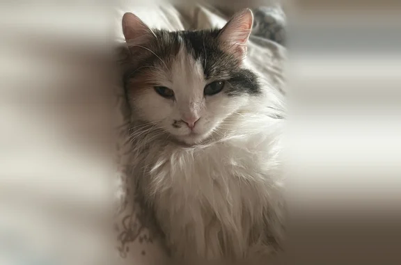 Пропала кошка, Владимира Короленко, д. 33, Бийск — белая с чёрными и рыжими пятнами - photo