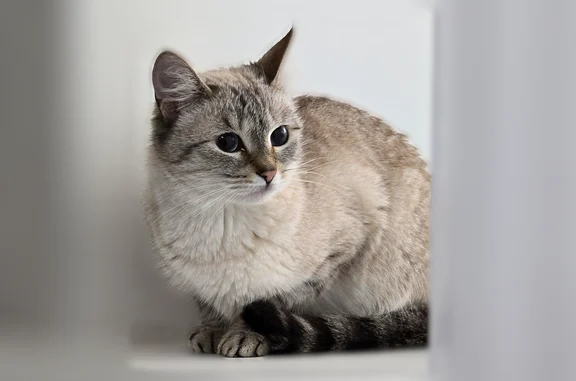 Кошки потеряшки, Тверь, фото: Потеряшка кошка, Тверь, Свободный, д. 5 1, Тверь — белая с серым, голубые глаза