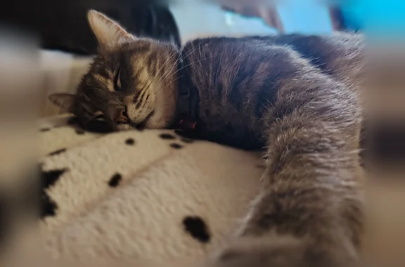 Кошки потеряшки, Каменка, фото: Потеряшка кошка, Деревня Котельниково, Каменка — серaя с пятнами и полосками, кастрирован