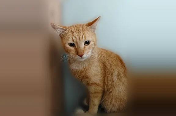 Пропала кошка, Мутнянская, Ставрополь — хромает на заднюю левую лапу - photo