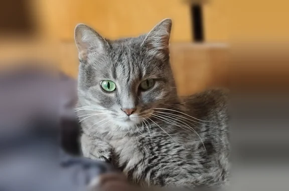 Кошки потеряшки, Тверь, фото: Потеряшка кошка, Чайковского, Тверь — незаметно выбежала из квартиры