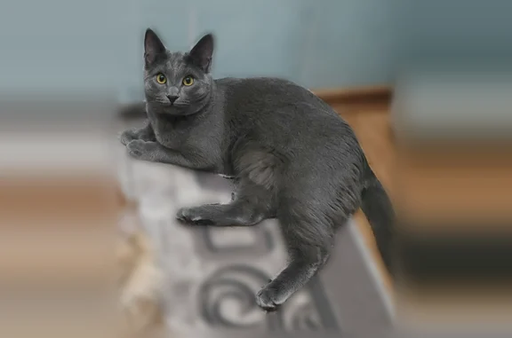 Пропала кошка, Камышин, 4-й, д. 28, Камышин — серый окрас, кастрированная, 1 год - photo