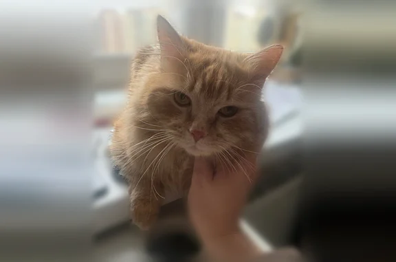 Кошки потеряшки, Коломна, фото: Потеряшка кошка, Село Нижнее Хорошово (г Коломна), Луговая, Коломна — рыжий кот Стасик, домашний