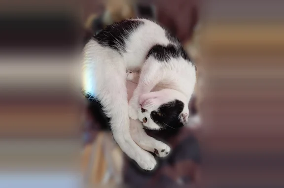 Объявления о пропавших и найденных животных, Рассказово, фото: Пропала кошка, Рассказово, Коллективная, Рассказово — маленькая, размером с котёнка