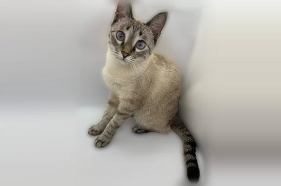 Кошки потеряшки, Пенза, фото: Потеряшка кошка, Район Железнодорожный (г Пенза), д. 2, Пенза — домашняя, слегка косят глазки