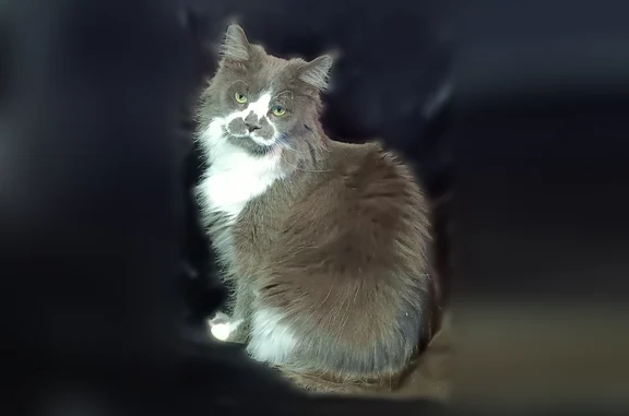 Пропала кошка, Ньютона, Ярославль — выбежала из окна, улицы не знает - photo