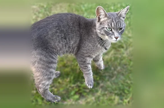 Найдена кошка, Кострома, фото: Найдена кошка, Кострома, Тополиная, д. 1 — чёрный ошейник, разные глаза, серый окрас