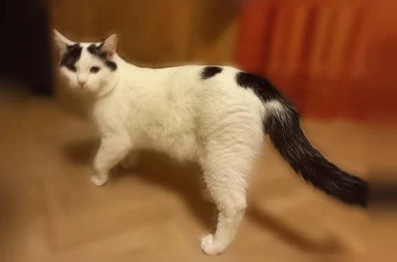 Пропала кошка, Лесная, д. 5, Саратов — не очень дружелюбная, с родинкой на морде - photo