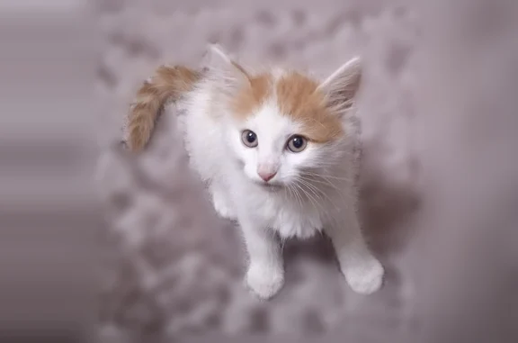 Пропала кошка, Офицерская, д. 101, Владимир — котёнок 3 месяца, белый с рыжим - photo